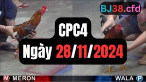 Full trận đá gà CPC4 | 28-11-2024