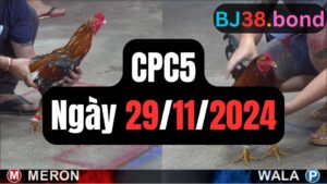 Full trận đá gà CPC5 | 29-11-2024